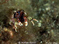 In my house by Walter Bassi 